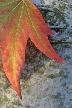 Autumn Leaves, Vancouver Nature