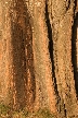 Tree Trunk, Canada Stock Photos