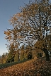 Burnaby Mountain Park, British Columbia