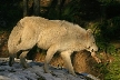 Wolves, Canada Stock Photos