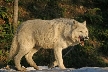 Wolves, Canada Stock Photos