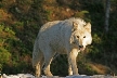 Wolves, Canada Stock Photos