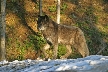 Wolves, Canada Stock Photos