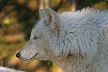 Wolves, Canada Stock Photos