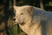 Wolves, Canada Stock Photos