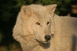 Wolves, Canada Stock Photos