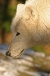 Wolves, Canada Stock Photos