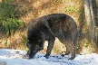 Grouse Mountain Zoo Park, Canada Stock Photos