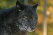 Wolves, Canada Stock Photos