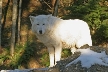 Wolves, Canada Stock Photos