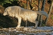 Wolves, Canada Stock Photos