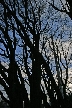 Winter Trees, Canada Stock Photographs