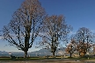 Winter Trees, Canada Stock Photographs