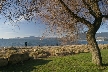 Fall At Kitsilano, Canada Stock Photos