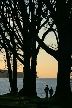 Silhouette Of Trees At Stanley Park, Canada Stock Photos