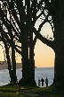 Silhouette Of Trees At Stanley Park, Canada Stock Photos