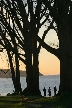 Silhouette Of Trees At Stanley Park, Canada Stock Photos