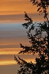 Cedar Tree And Sky, Canada Stock Photos