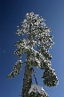 Cypress Mountain, Canada Stock Photos