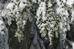 Cypress Mountain, Canada Stock Photos