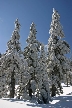 Cypress Mountain, Canada Stock Photos