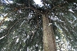 Winter At Grouse Mountains, Canada Stock Photos