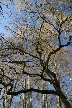 Winter Trees, Canada Stock Photographs