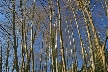 Winter Trees, Canada Stock Photographs