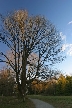 Winter Trees, Canada Stock Photographs