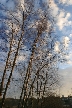 Winter Trees, Canada Stock Photographs