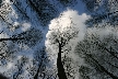 Winter Trees, Canada Stock Photographs