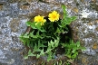 Flowers, Canada Stock Photographs