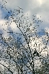 Winter Trees, Canada Stock Photographs