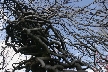 Winter Trees, Canada Stock Photographs