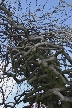 Winter Trees, Canada Stock Photographs