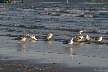 Seagull, Canada Stock Photos