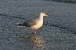 Seagull, Canada Stock Photos