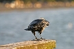 Birds, Canada Stock Photos