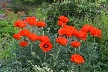 Flowers, Canada Stock Photographs