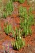 Plants, Canada Stock Photos