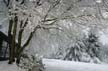 Winter Scenes, Burnaby Park