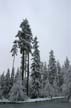 Winter Scenes, Burnaby Park