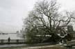 Uprooted Tree, Stanley Park Vancouver