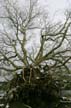 Uprooted Tree, Stanley Park Vancouver