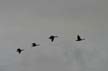 Canadian Geese, Canada Stock Photographs