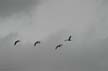 Canadian Geese, Canada Stock Photographs