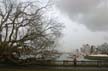 Uprooted Tree, Stanley Park Vancouver