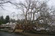 Uprooted Tree, Stanley Park Vancouver