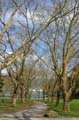 Winter Trees, Canada Stock Photographs