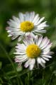 Flowers, Canada Stock Photographs